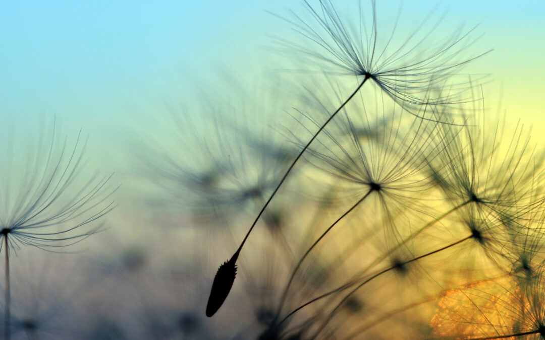 Integration Psychotherapy Services - Shaura Hall